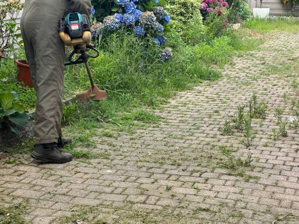 gardener cuts the grass in a yard